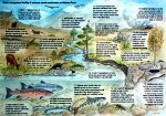 Soils, ecosystem fertility & salmon smolt production in Wester Ross [click to enlarge]