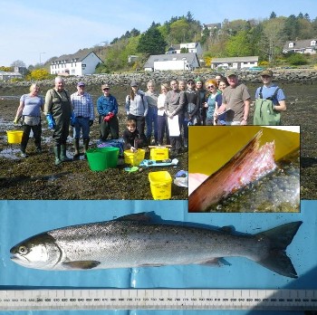 Sweep netting team, Flowerdale, 19th April 2019 and sea trout with (inset) lice-damaged dorsal fin