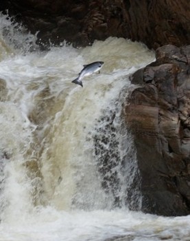 Salmon leaping at waterfall in June 2011 (photo by A. Gresham-Cooke)