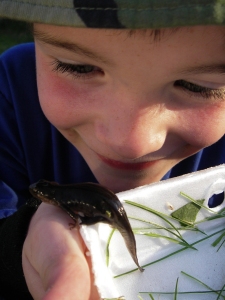 Eye-to-eye with a newt