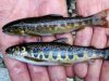 Brown trout (top) and salmon parr (below) [click to enlarge]