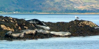 Grey seals and Common seals on their haul out near Kyle Rhea