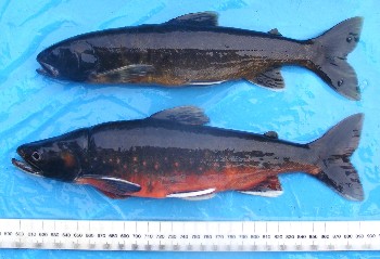 The two mature male arctic charr morphs from Loch Dughaill.