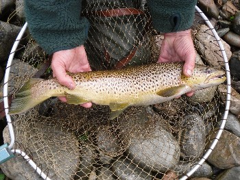 This fine trout was taken in the Dundonnell River at the end of August. (photo by Johnie Parry)
