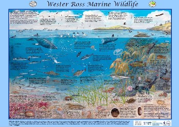 Wester Ross Marine Wildlife poster draft