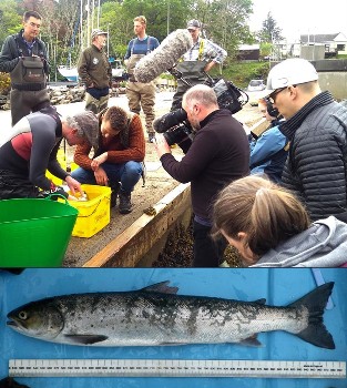 Trout Lifecycle  Wild Trout Trust