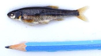 The minnow which was caught near the mouth of the Beannach river on 27th August 2009