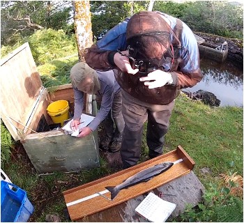 Ben Rushbrooke photographing a grilse at Tournaig trap, August 2012