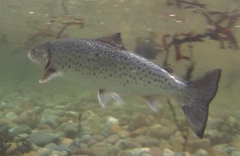 39cm sea trout after release back into Loch Ewe on 13th June 2014