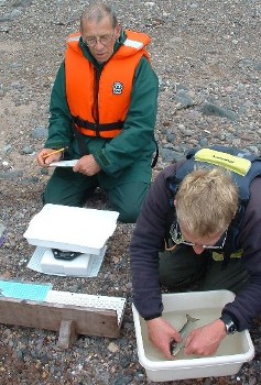 David Mullaney & Marcus Simpson counting sea lice on a sea trout by Kerry bay in July (WRFT)