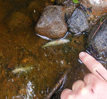 Dead trout fry in the dried up stream below Loch Clair (Badachro system).