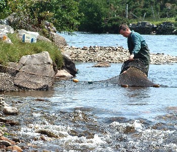 Alasdair Macdonald checking the fyke net in the Dundonnell River in July 2008.