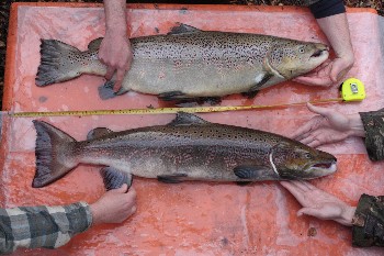 Escaped farm (top) and 'wild' (bottom) salmon from wild caught broodstock, Oct 2009. Ben Rushbrooke