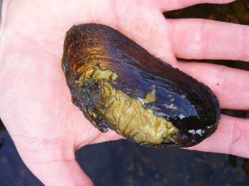 Please report any mussel shells that you find on river banks in Wester Ross