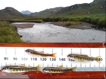 Salmon fry from the River Gruinard (David Mullaney)