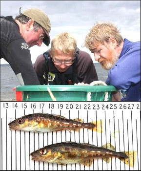 Peter Cunningham, David Mullaney and Roger McLachlan inspect the catch (photos by Ben Rushbrooke)