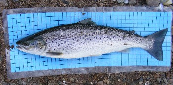 Sea trout taken in sweep net in Loch Gairloch on 29 June 2009.