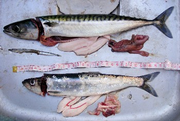 Male mackerel and herring, in near spawning condition, caught ~1.5km from Melvaig, 26th March 2017 