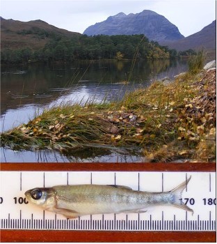 Loch Clair, at the top of the A' Ghairbhe; and a minnow taken from the loch.