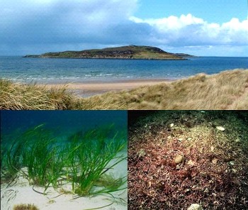 Sea grass (lr. right) and maerl (lr. left) can be found in the Sound of Longa. Photo copyright JNCC