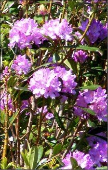Rhododendron ponticum has spread from gardens in pany parts of the WRFT area