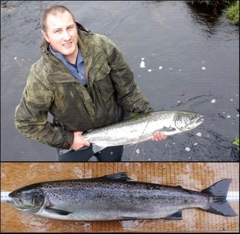 Salmon (top) and grilse (bottom) taken in the upstream trap on 28th August 2008 prior to release.