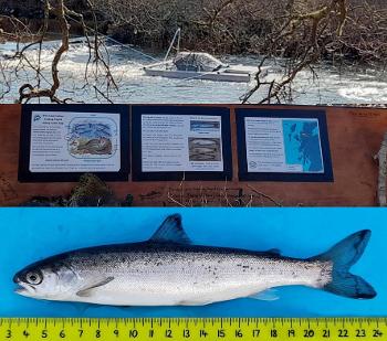 Badachro smolt trap April 2021 and salmon smolt of 192mm