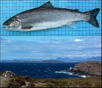 Plump River Ewe finnock (July 08); view to Summer Isles from Greenstone Point