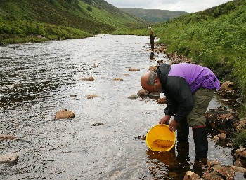 Stocking salmon fry of native origin into the River Bruachaig in June 2008 (photo by Roz Gordon).