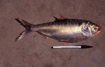 Tenualosa thibeaudaui, the endangered 'Mekong herring' (photo by Peter Cunningham).