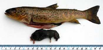 Trout with the shrew found inside stomach of trout, Gairloch July 2015 (photo by S. Kett)