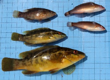 Anaesthetised Ballan & Corkwing wrasse & Rock cook from Loch Ewe sweep net sample, July 2009