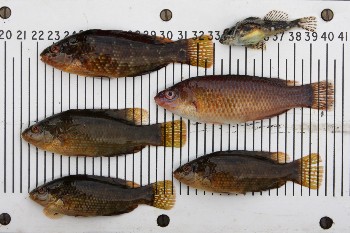 Assorted wrasse and a sea scorpion (Ben Rushbrooke)